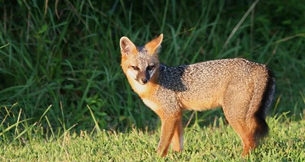 Cunning local foxes thrive in winter