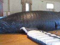 A whale of a time in Sherborn