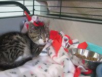 Furry friends find refuge at shelter