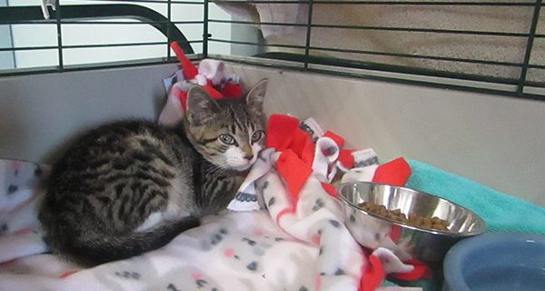 Furry friends find refuge at shelter