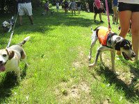 Hounds howl at Elm Bank