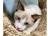 The kitties of the Caribbean