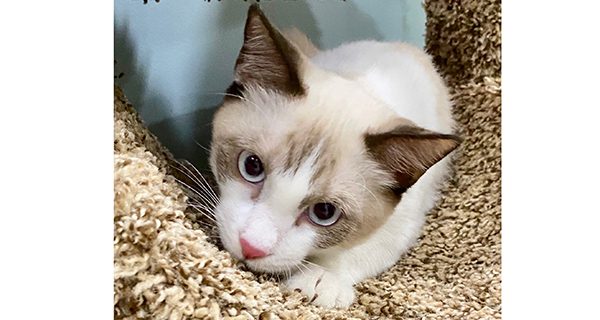 The kitties of the Caribbean