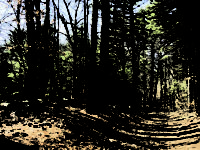 Social distance files: Medfield’s Noon Hill