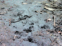 Social Distance Files: walking in Wellesley