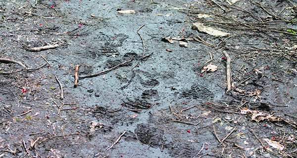 Social Distance Files: walking in Wellesley