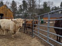 Despite pandemic, Unity Farm’s mission continues