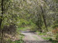 Social Distance Files: Barber Reservation