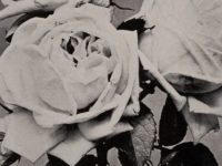 A lesson from the pansies