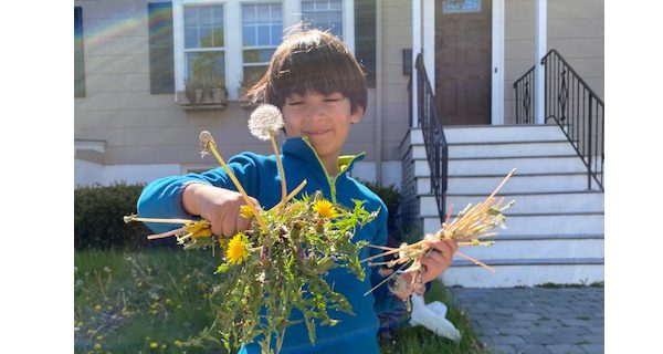 Kids’ dandelion business takes off