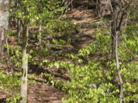 Midges, mud mar Snow Hill march