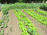 Beginning a Medfield gardening story