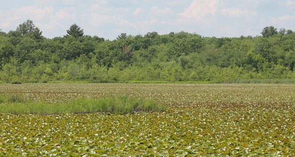 Lily pads, trash litter Lyman’s Pond