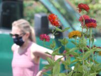 Farmers market opens with restrictions