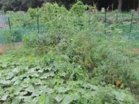 Medfield summer gardening conclusions