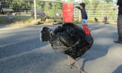 Unity Farm tours start anew