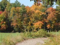 Maffei looks to reduce solar project