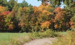 Maffei looks to reduce solar project