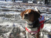 Hounds walk at Elm Bank
