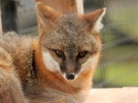 Backyard Files: the fox story