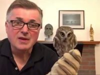 Head-turning owls visit library, virtually