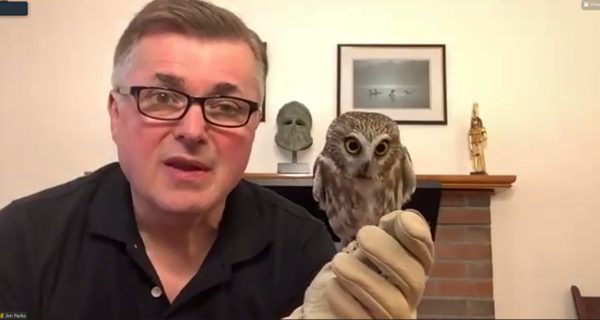 Head-turning owls visit library, virtually