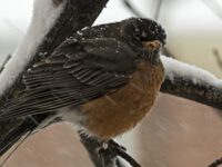 Backyard files: robins in the snow