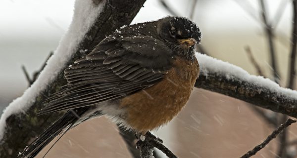 Backyard files: robins in the snow