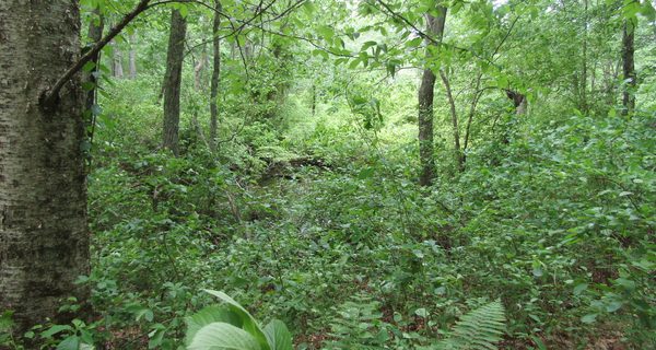 A pleasant StoryWalk at Hale