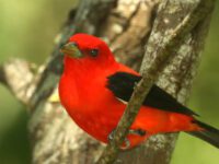 Backyard Files: the global backyard