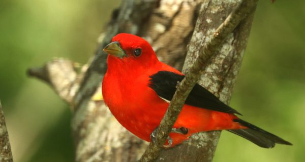 Backyard Files: the global backyard