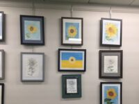 ‘Sunflowers for Ukraine’