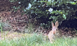 Backyard Files: rabbits run