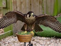 Backyard Files: built for speed