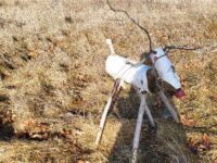 <strong>Searching for reindeer at Powisset Farm</strong>