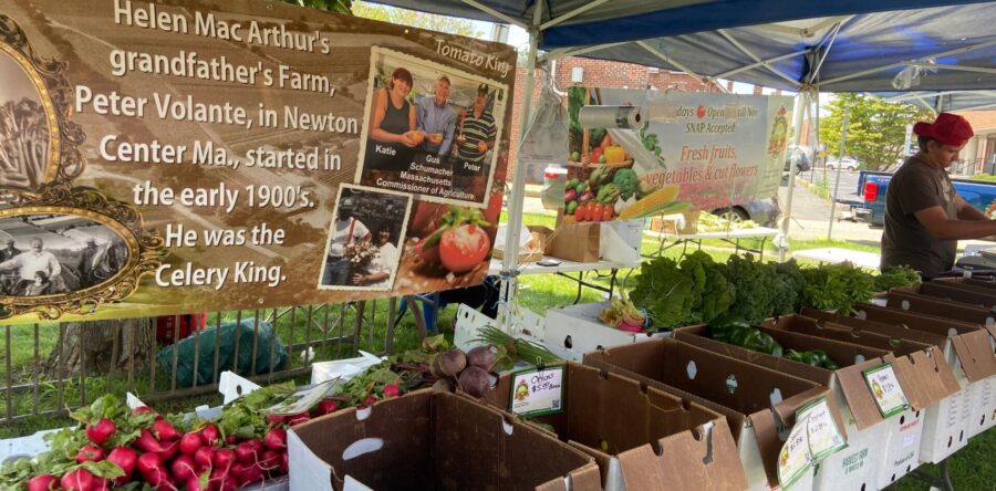 Sunday funday at Needham Farmers Market