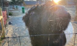 First Day farm tours