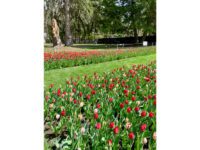 Tulip Mania is magnificent